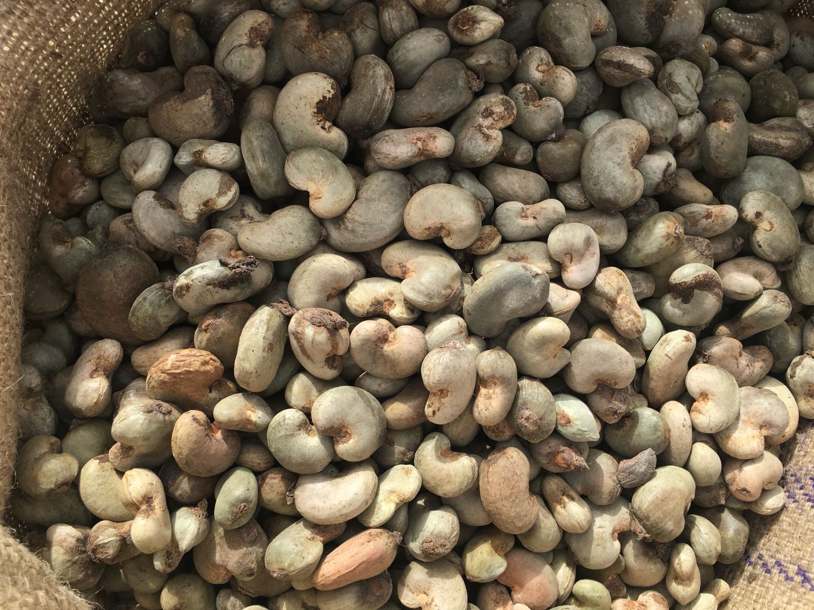 Raw Cashew Nuts (RCN)
